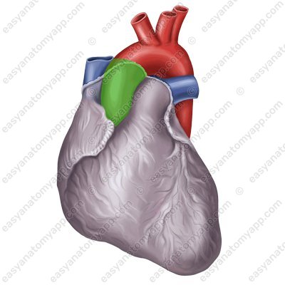Восходящая аорта (pars ascendens aortae) - вид спереди